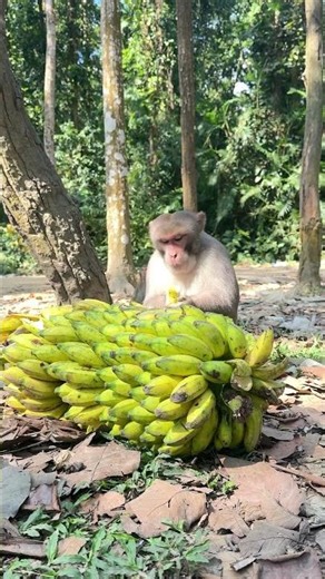 The monkey eats a banana 🍌🤫