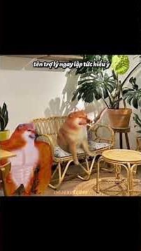 domineering CEO | cre: @camdung_ctd (tiktok) #aftereffects #memes #baoexeteam #cheems #j4f #edit