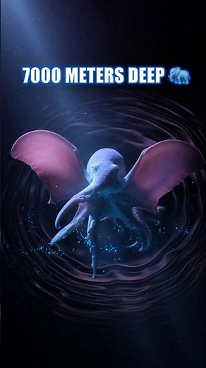 Dumbo Octopus Living at 7000 Meters Deep – How It Survives 😱 #marinemystery #deepsea #facts