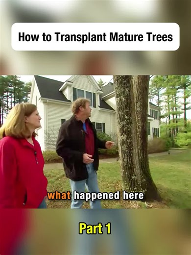 How to Transplant Mature Trees: A Step-by-Step Guide