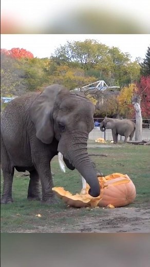 Unbelievable! World’s Heaviest Pumpkin Ever Recorded! 🎃 #giantpumkin #worldrecord #agriculture