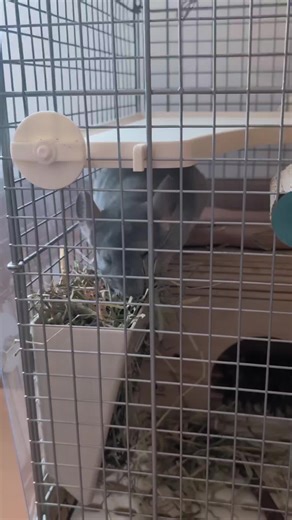 とある日のCocoちゃん🐭の1日です😊 牧草をたべリンゴの木🍎を齧ったりトイレ🚾に行き水を飲み…のびをして寝る💤🐭 夜の🌉部屋んぽまでねてます。 #アニコム #チンチラ #ブルーダイヤモンド #ほのぼのな1日