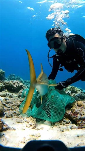 Nothing is more peaceful than seeing a rescued sea bass disappear safely into open water 🌊🐟 #SeaBass