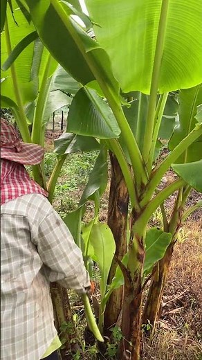 How to Prune Banana Trees Like a Pro for Better Harvest #FarmingSkill