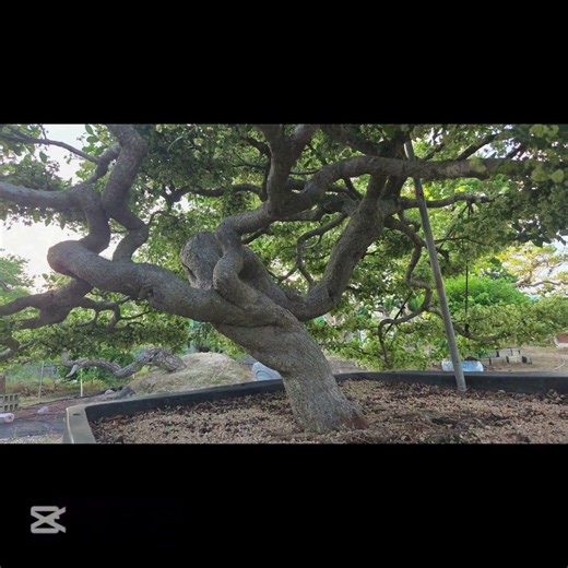#주목#향나무#소나무#정자나무#나무판매#나무구입#나무수술#나무사리#나무전지#나무개작#정원수#특수목#노거수
