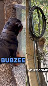 Aggressive Rottweiler Bubzee 🐕 Attacks A Monkey 🙉 Trying To Get Into Bubzee’s Territory . . . #rottweiler #dogsofinstagram #dog #rottweilers #rottie #rottweilersofinstagram #dogs #rottweilerpuppy #puppy #instagram #rottweilerlove #of #rottiesofinstagram #pitbull #doberman #rottweilerworld #rottielove #puppiesofinstagram #dogoftheday #puppylove #rottweilerfans #dogstagram #puppies #canecorso #love #rottweilerlife #namitaology #bubzee #doglover #germanshepherd | Namitaology