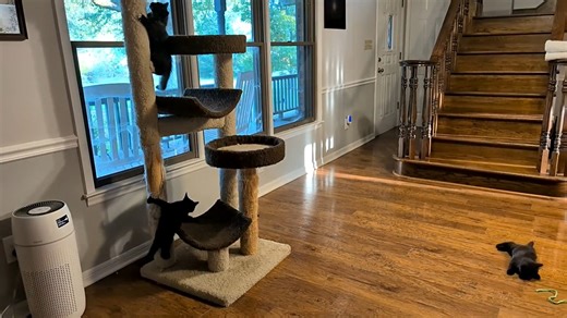 10K views · 1.9K reactions | Patsy, Nolan and Owen now have the run of the entire house during the day, and they think they like it. (They haven't had a lot of interaction with the permanent residents yet, mostly because the permanent residents spend most of their day on the back porch.) | Love & Hisses | Facebook