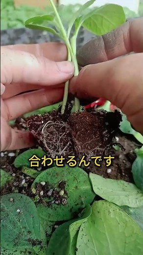 【8日で9キロ】スイカにカボチャの根！種なし激甘の接ぎ木テクニック