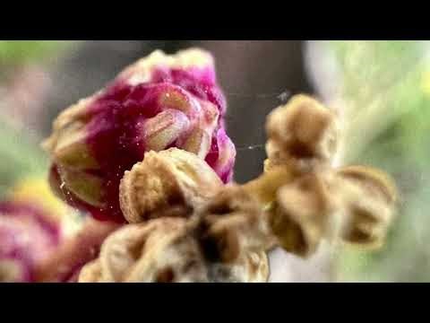 Remolacha (Beta vulgaris)