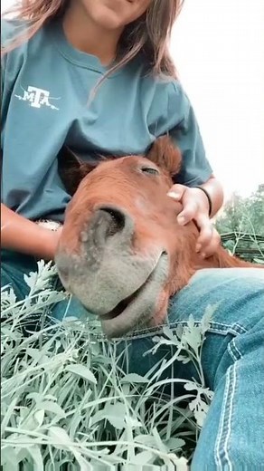 HORSE Moments That Will Make You Smile Today #horse #funnyhorse #equestrian