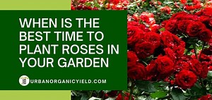 Growing Roses: When To Plant Roses? | UrbanOrganicYield.com