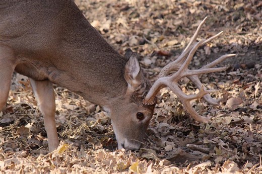 How to Make Tallow Candles From Deer Fat
