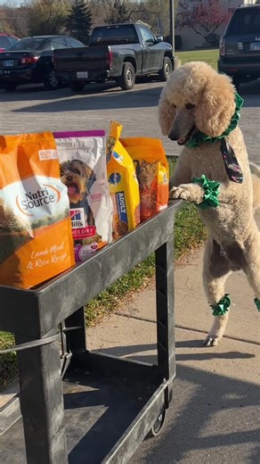 Pappy the Poodle: Spreading Joy with Puppy Love