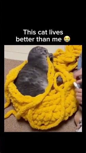 This cat lives better than me 😭