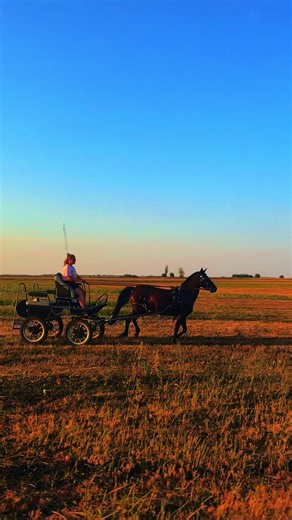Horse fogathajtás basics: harness driving tips for beginners