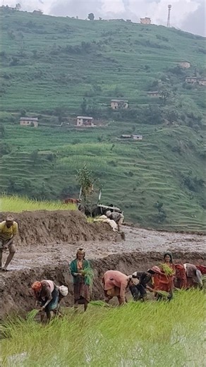 Traditional Paddy Farming in the Himalayas | Oxen Plowing, Digging Mud & Hand Planting Rice #viral