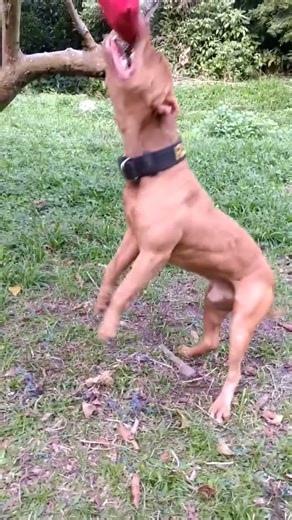 SPRING POLE vs Traditional Training Which is BEST for Your PIT BULL