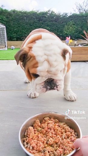 English Bulldog Pablo's Ear Cleaning Routine