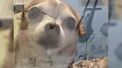 PTSD Chihuahua | Know Your Meme