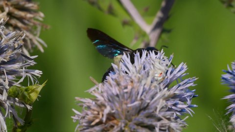 Que Fait Cette Grande Abeille Ici ?