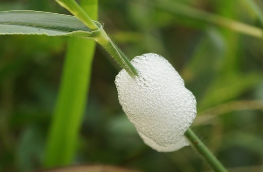 Mousse blanche : ce nouveau danger qui guette vos plantes en juin (et comment l’éviter)
