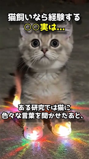 猫って自分の名前、分かってるの？🐱 #動物雑学 #動物 #猫