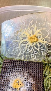 13K views · 3.8K reactions | The best food for your corydoras #corydoras #aquarium #fishtank #aquariumhobby #fish #aquascape #plantedtank #aquascaping #bettafish #aquariumfish #catfish #freshwateraquarium #plantedaquarium #shrimp #guppy #pleco #discus #tropicalfish #aquariums #angelfish #freshwater #fishkeeping #guppyfish #freshwatertank #aquascaper #corydorascatfish #discusfish #rasbora #aquariumlife #anubias | Shrimplythebest | Facebook