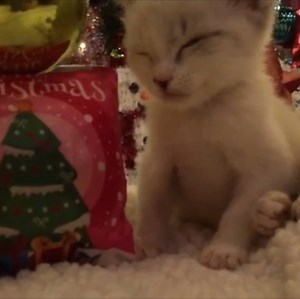 Waiting for Christmas :) (courtesy: Kelly @kellyfosterkittens) | Love Meow