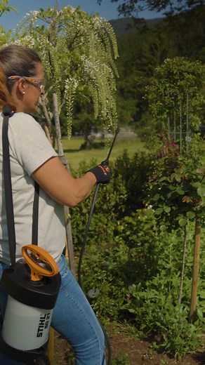 💡 GARTENTIPPS #1 Wie, wann und warum spritzt man Rosen? 🌹 Unsere Expertin Irmgard erklärt uns heute alles rund um Rosenspritzen und verwendet dafür unser SG21 Spritzgerät. Mehr dazu: https://www.stihl.at/STIHL-Produkte/Sprüh-und-Spritzgeräte/Manuelle-Spritzgeräte/267885-1704/SG-21.aspx | STIHL