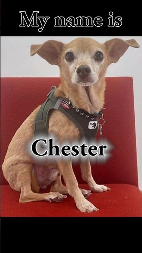 Adopted! Chester at Muttville Senior Dog Rescue!