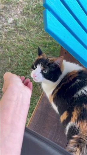 Dorky Checks In With Mom!😺#cutecat #catsofyoutube #dorky #smartcat #calicocat