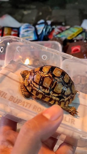Pardalis turtle at the Jatinegara ornamental fish market #turtle #tortoise #pardalis #sulcata