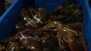 NH lobsterman, association file federal lawsuit over regulation changes