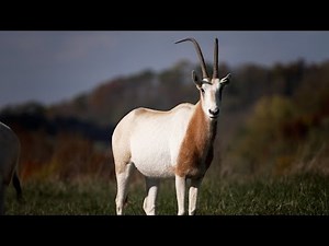 Restoring Hope for the Scimitar-Horned Oryx
