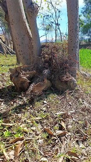 Making a nest #2 #nature #nesting #bird #wonderful #nature #2 #birds