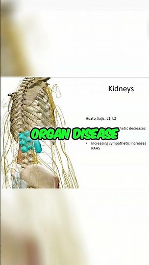 Boost Kidney Function - Doctor's Secret for L1, L2