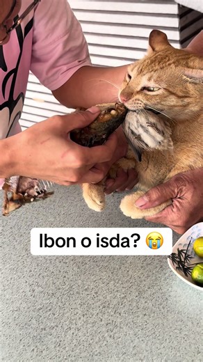 Ibon o Isda? Alin ang Dapat Piliin?