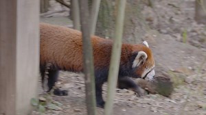 9.2K views · 546 reactions | The next all-new episode of Secrets of the Zoo takes a trip down memory lane to the introduction of red pandas, Kora and Gen Tso. Will it be love at first sight? Tune in to Nat Geo Wild tonight at 9/8c to find out! | Columbus Zoo and Aquarium | Facebook