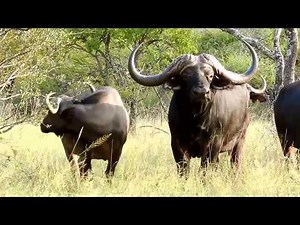 Top Cape Buffalo breeding bull