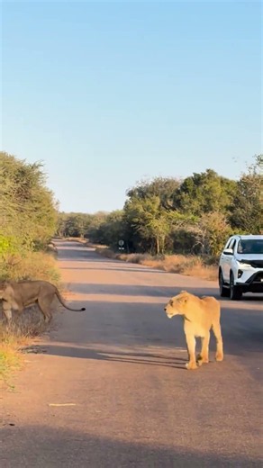 BIG LIONS - Kruger National Park - African Safari - Family Safari Self Drive