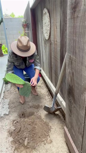 Cómo Plantar un Nopal en Casa: Guía Completa