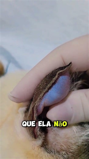 olha o que está acontecendo aque