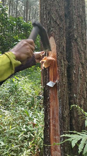 This is the process of working on a pine tree with manual tools .part 19 #shortvideo