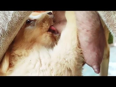Cute-10 Days-Old🐕🐕take lovely breastfeeding mummy🥰🥰 #puppy #cute #viral #doglover #dog #dogs