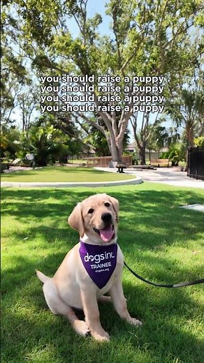 Puppy Raising with Dogs Inc