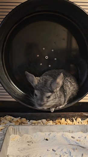 Henry 18 years chinchilla rolling on his wheel. Please give us a follow if you love chinchillas | Show Me Chinchilla St Louis Missouri Breeder And Rescues