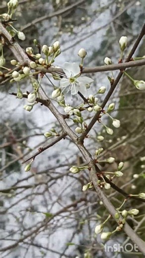 Blossom & Flow #shorts