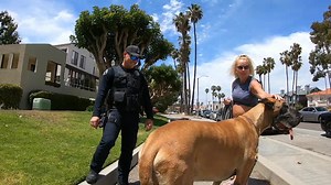 Cash 2.0: The Great Dane Mistaken for a Horse