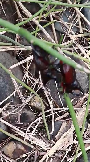 11K views · 133 reactions | Uncle Bee Recipe on Reels | Facebook