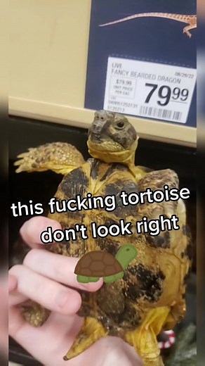 hash tag corporate job I get the touch all the animals, reminder to not hold tortoise too much as they stress easily. #tortoise #petsmart #exoticpets #fyp #turtle #fypシ #exotics #pet #reptilesoftiktok #reptiles #reptile
